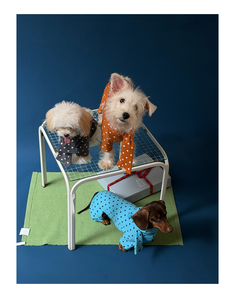 Twoll Polka Dot Winter Collection
