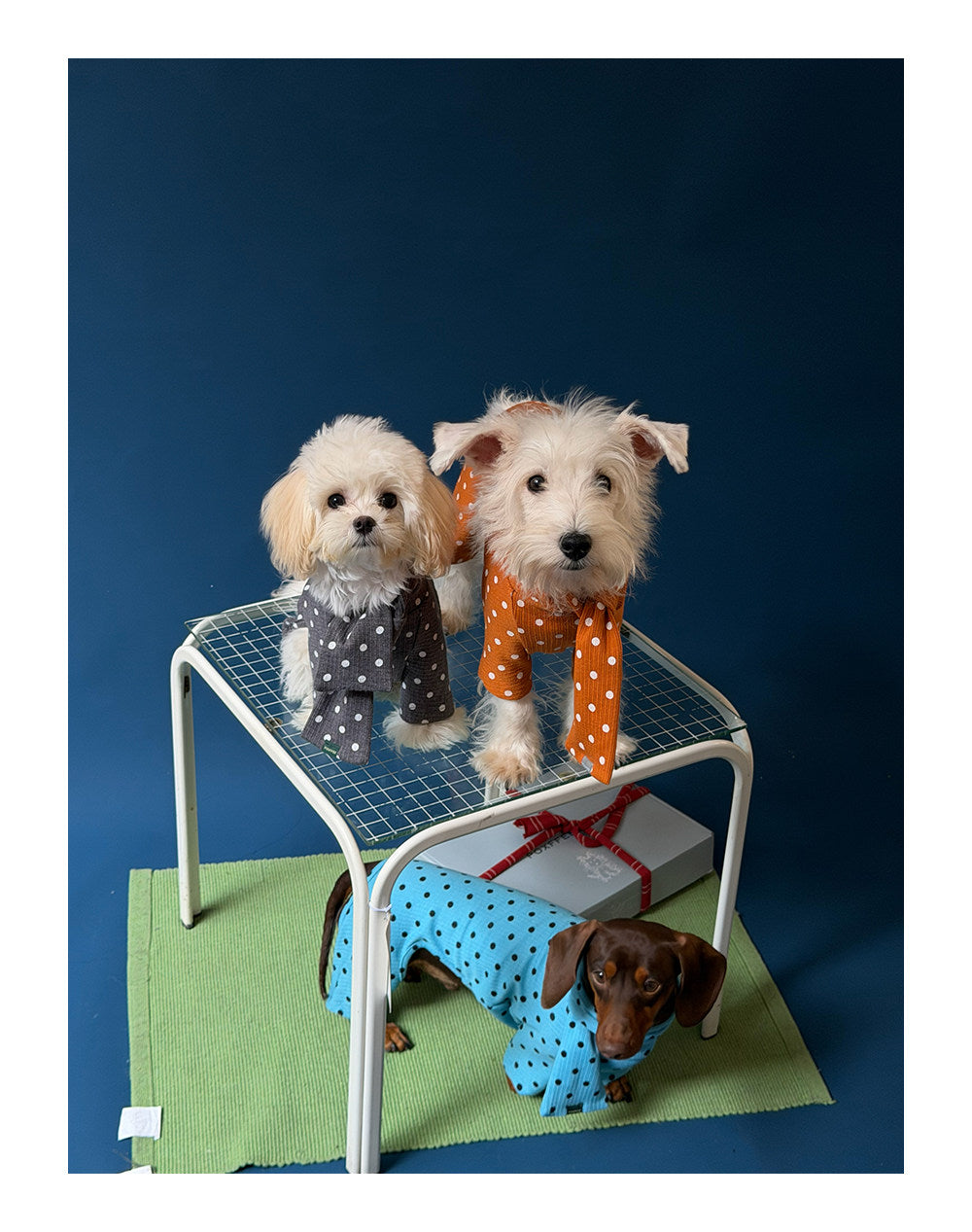 Twoll Polka Dot Winter Collection