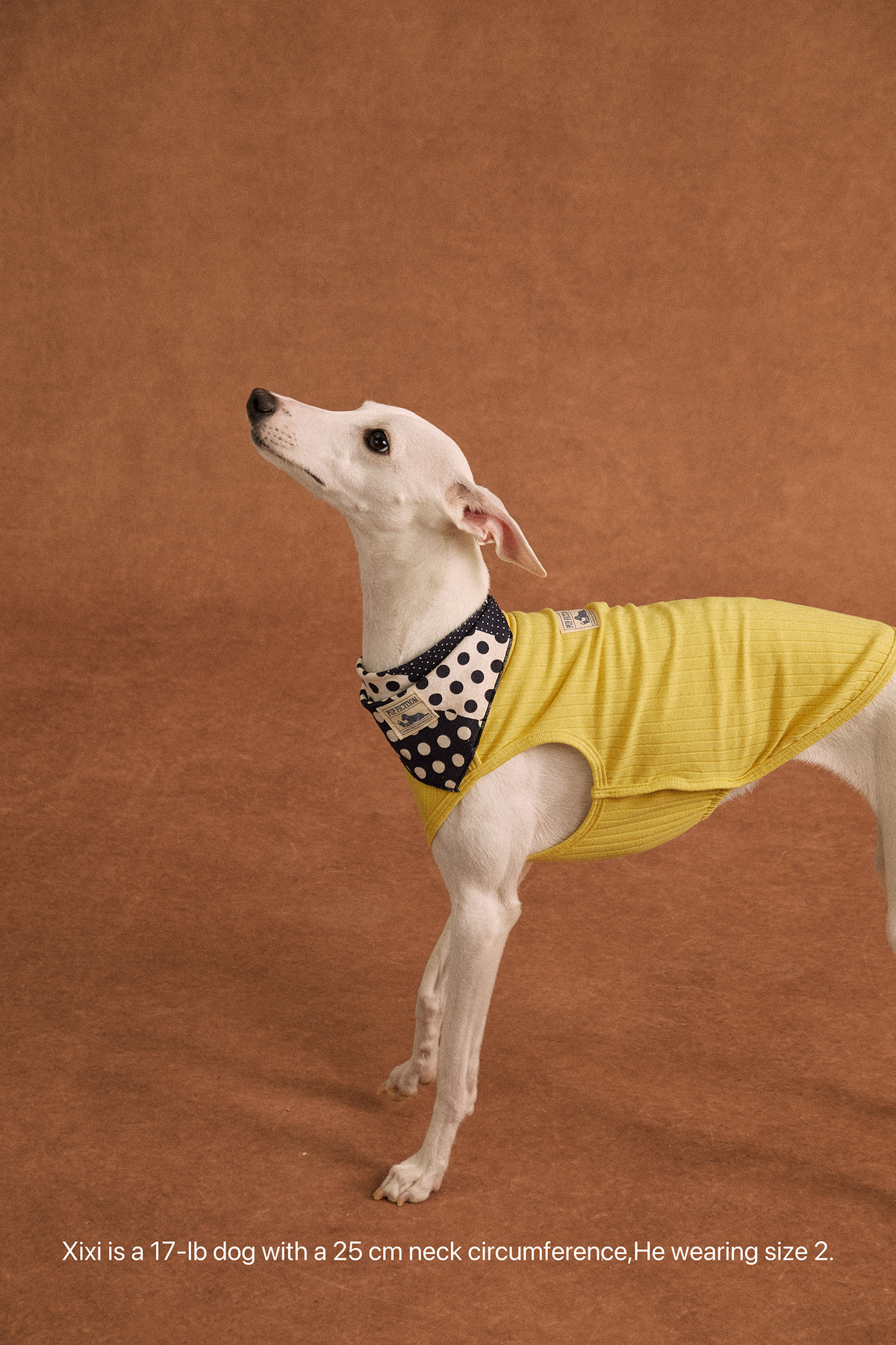 Twoll Vintage Polka Dot Cotton Bandana for Dogs