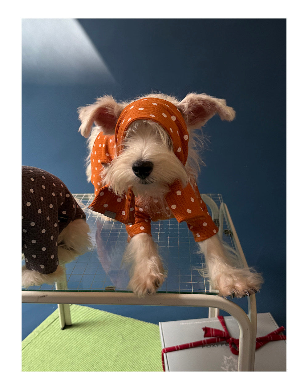 Twoll Polka Dot Winter Collection