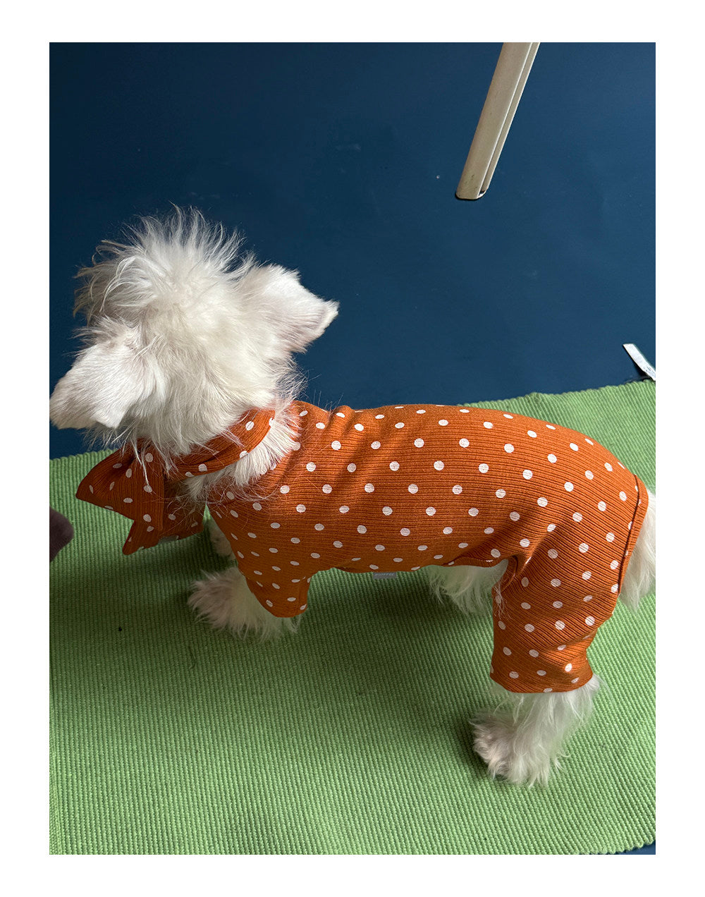 Twoll Polka Dot Winter Collection