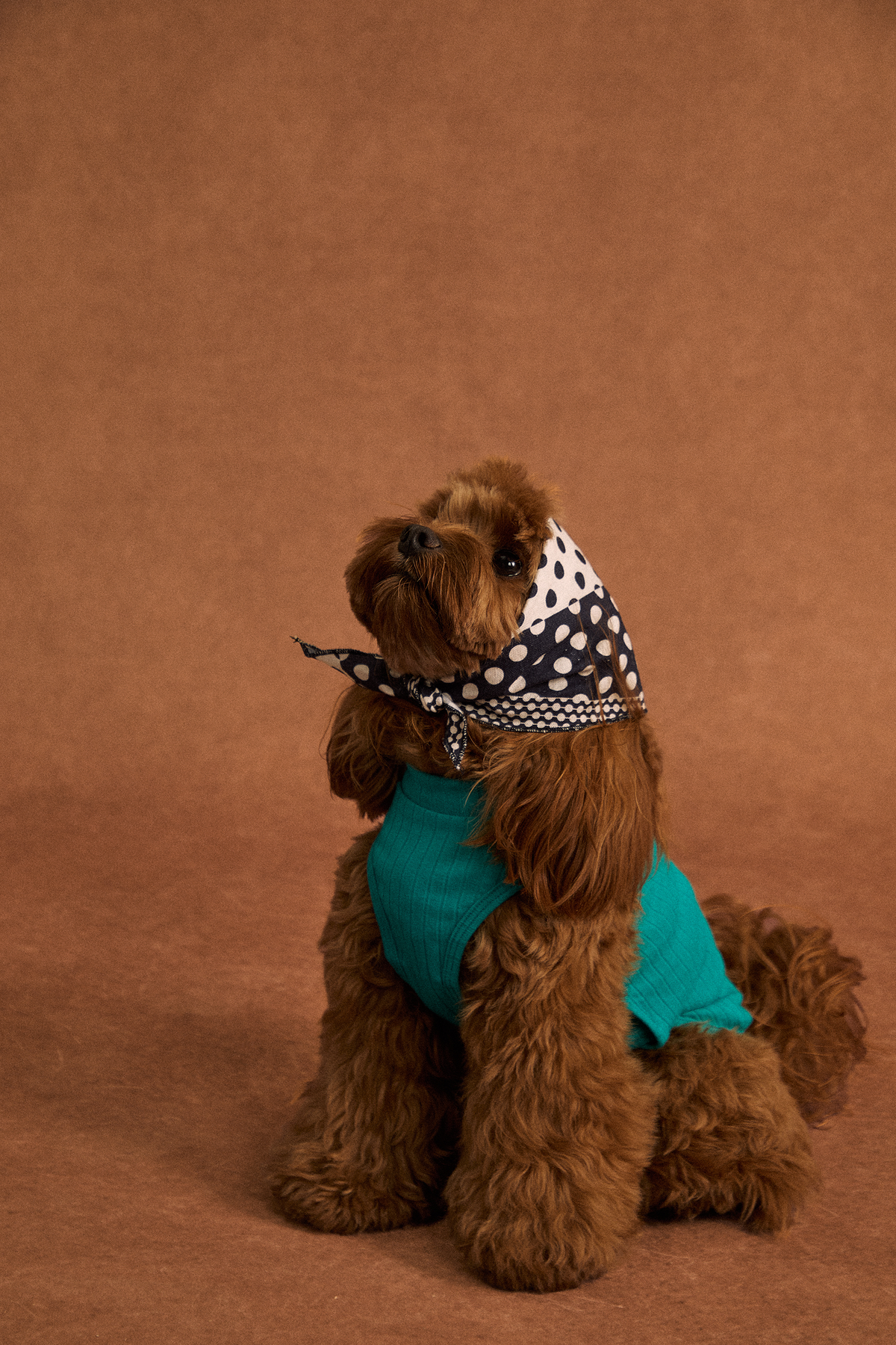 Twoll Lightweight Cotton Summer Tee for Dogs