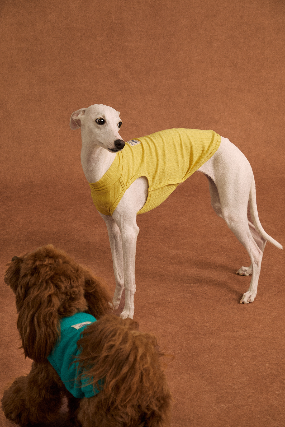 Twoll Lightweight Cotton Summer Tee for Dogs
