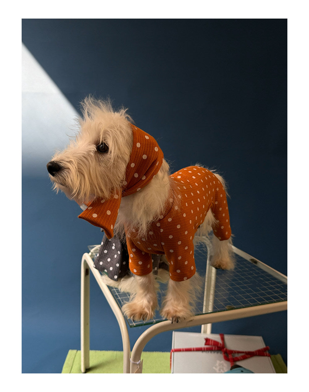 Twoll Polka Dot Winter Collection
