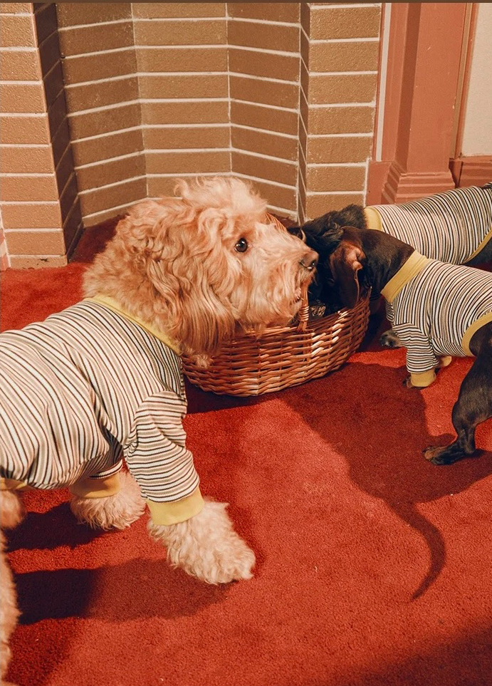 Twoll Vintage Stripe Cotton Dog Tee