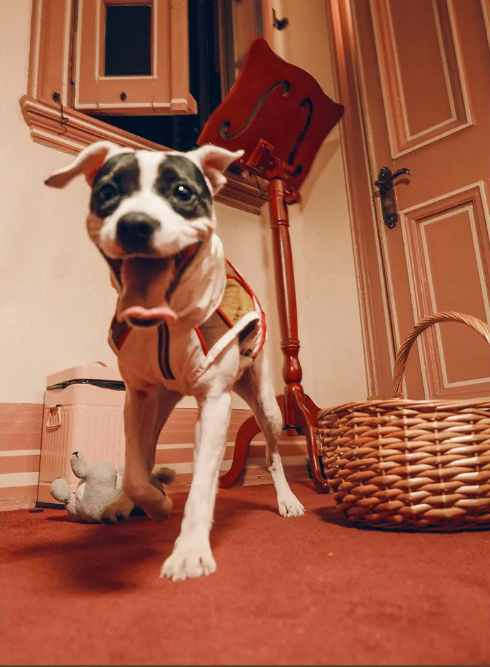 Twoll Ultralight Summer Dog Vest