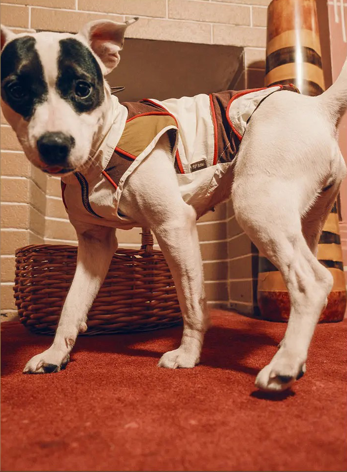 Twoll Ultralight Summer Dog Vest