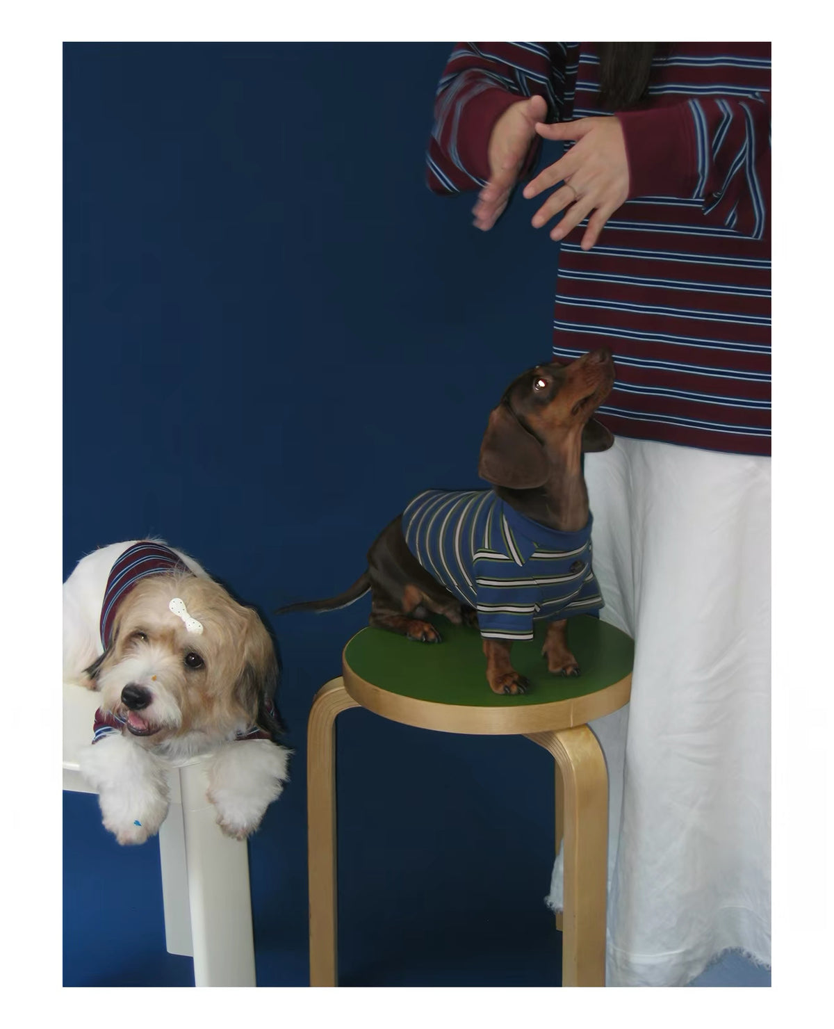 Twoll Vintage Stripe Long Sleeve Dog Tee