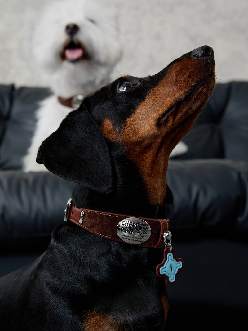 Twoll Vintage Leather Dog Collar