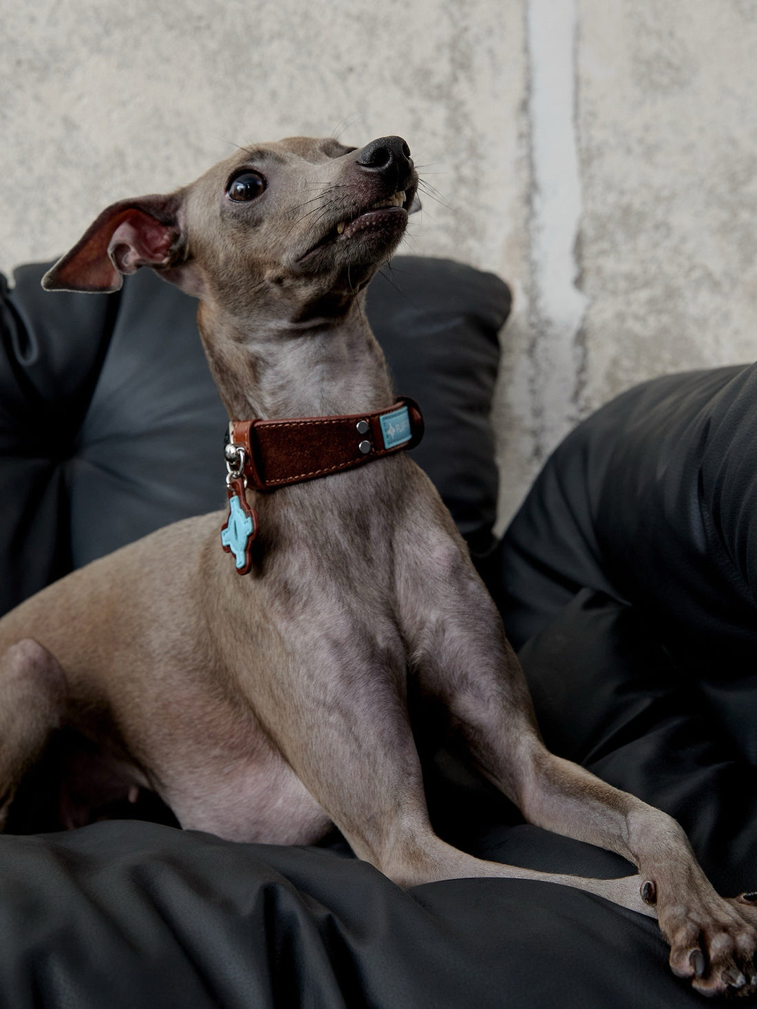 Collars & Leashes