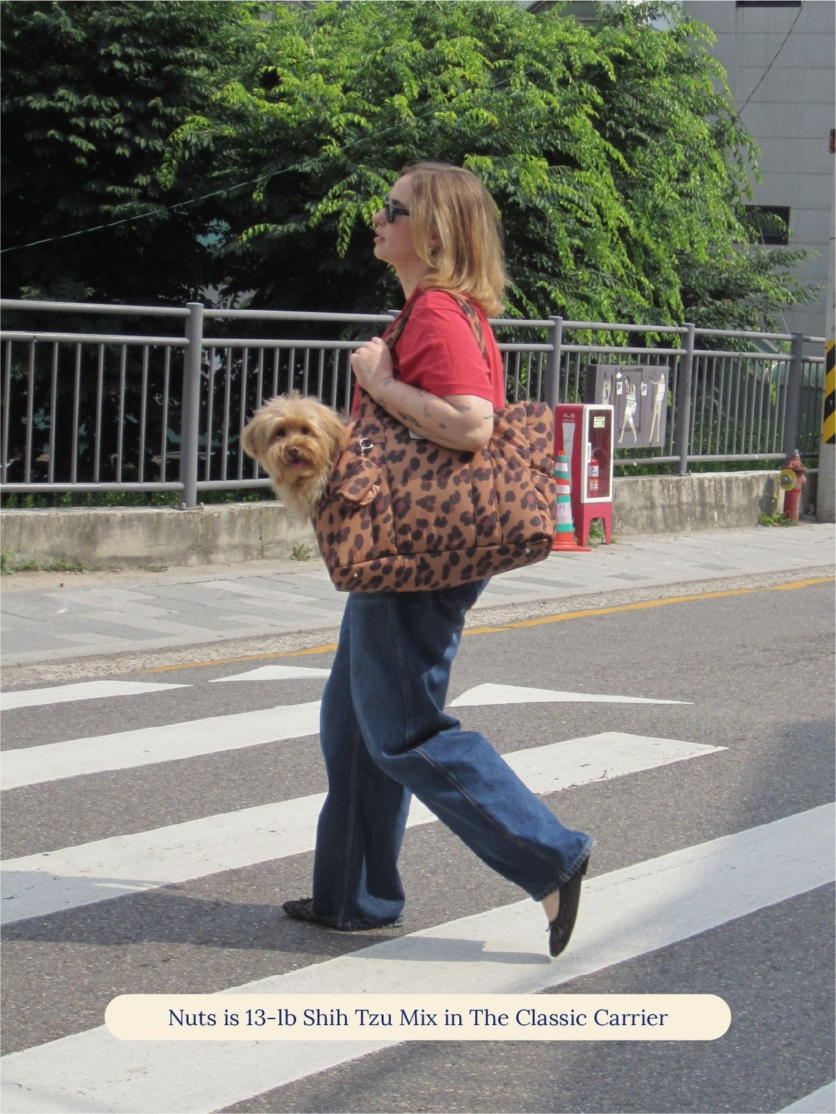 The Little Beast Carrier - Cougar