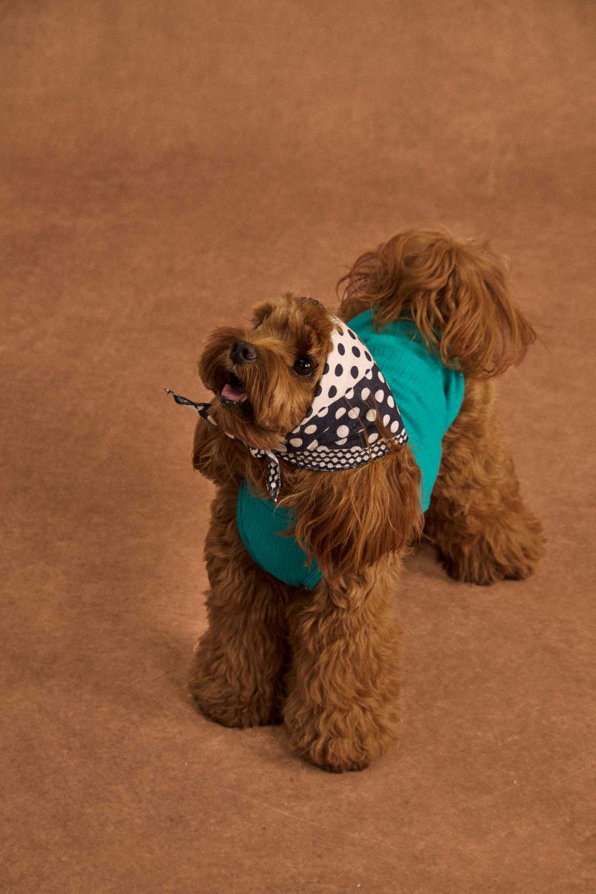 Lightweight cotton dog tank top