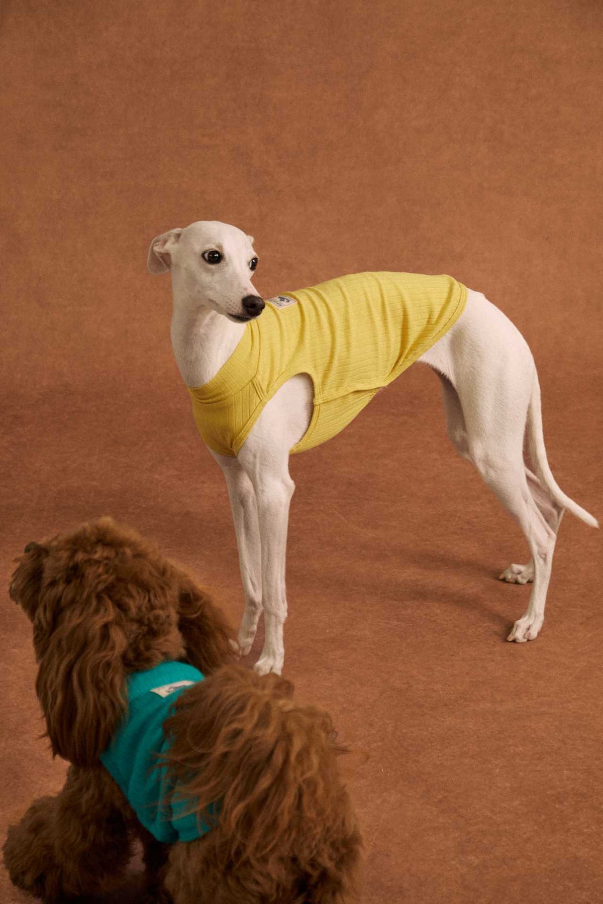 Lightweight cotton dog tank top