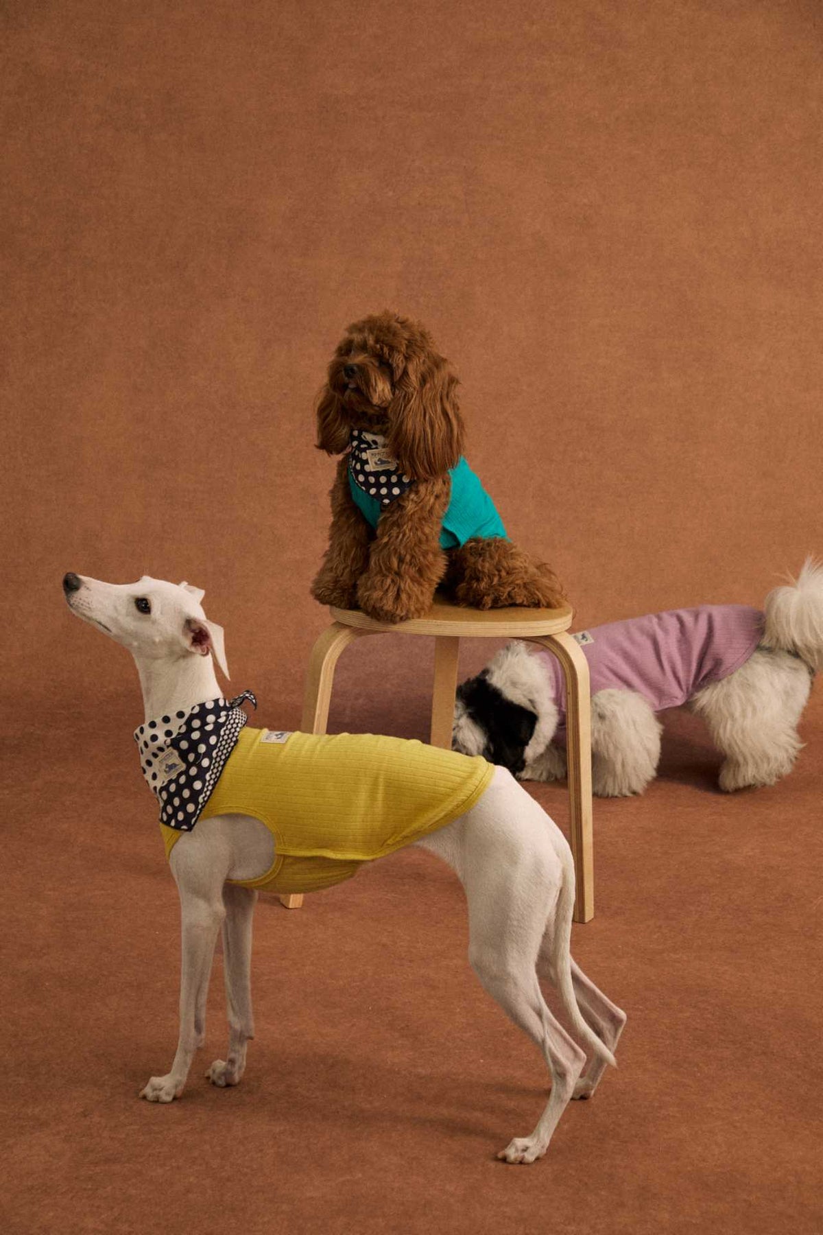 Lightweight cotton dog tank top