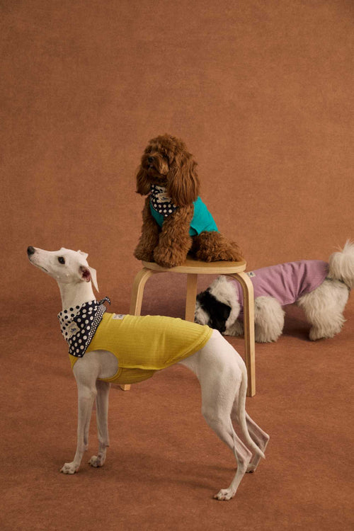 Lightweight cotton dog tank top