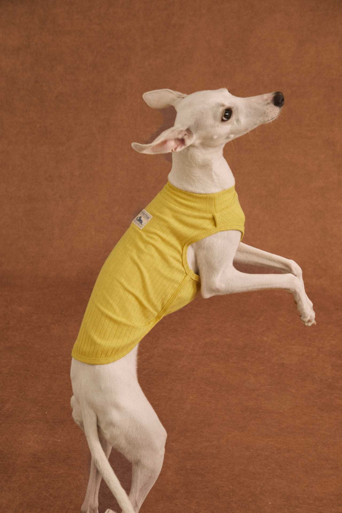 Lightweight cotton dog tank top