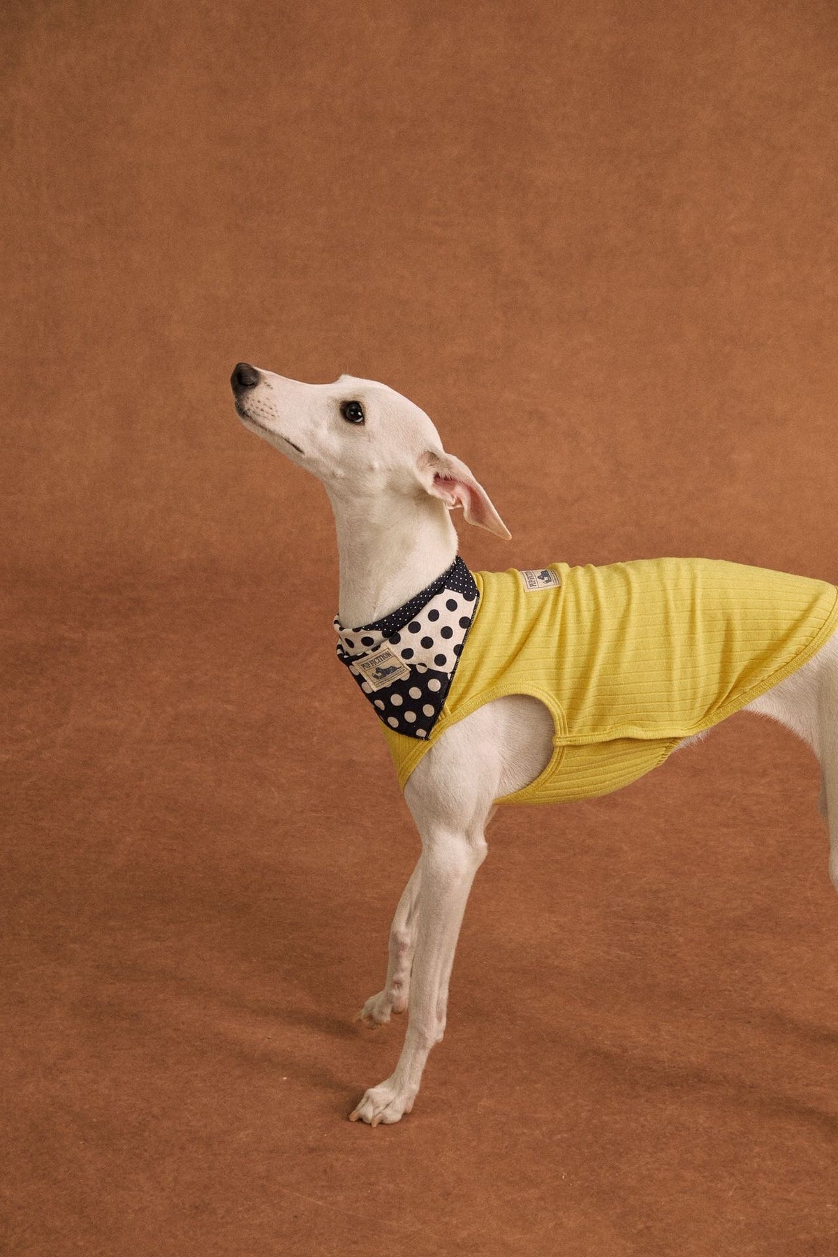 Polka dot patchwork cotton pet bandana