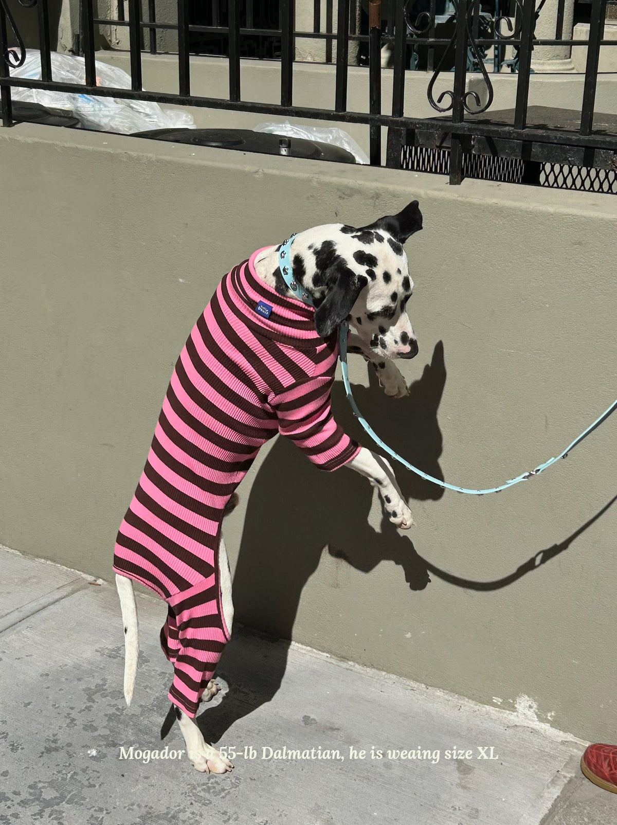 Little Beast Dog Stripe Onesie Cheshire Onesie
