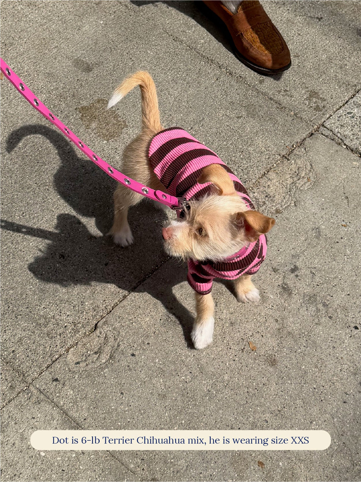 Little Beast Dog Stripe Shirt Cheshire Shirt