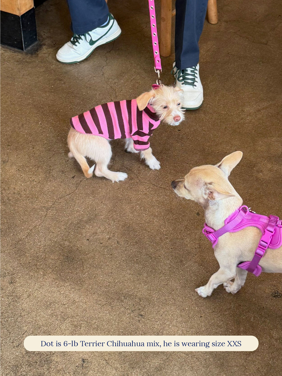 Little Beast Dog Stripe Shirt Cheshire Shirt