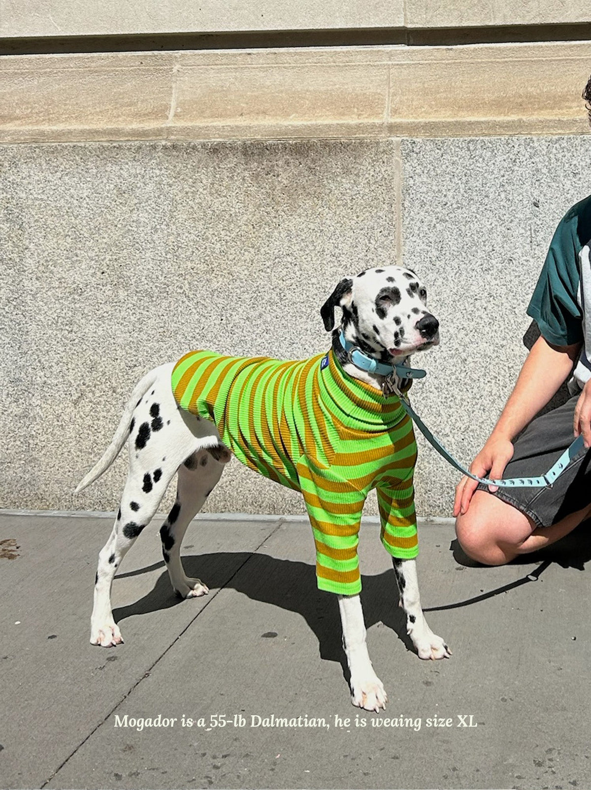Little Beast Dog Stripe Shirt Fresh Grass Shirt