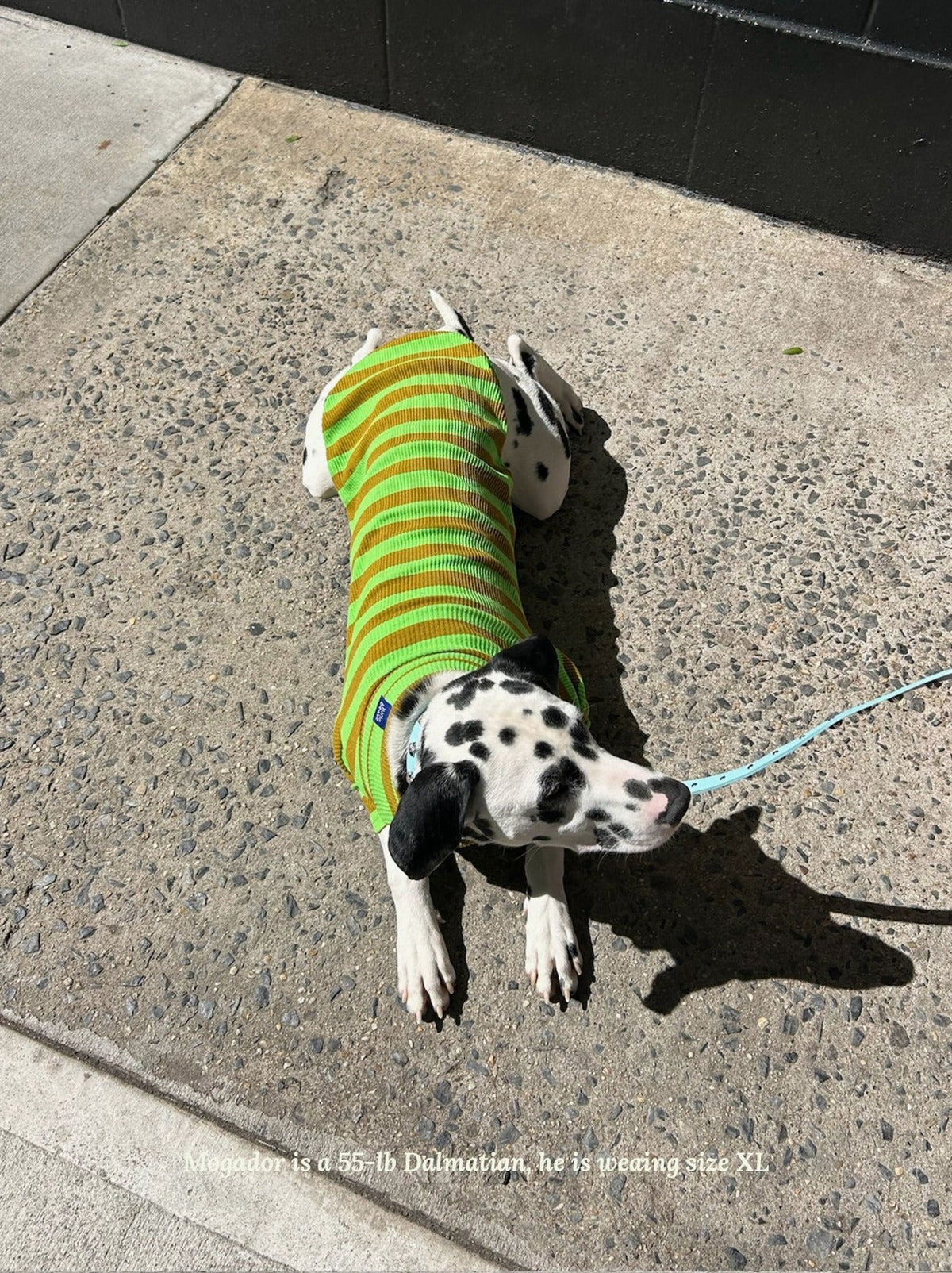 Little Beast Dog Stripe Shirt Fresh Grass Shirt