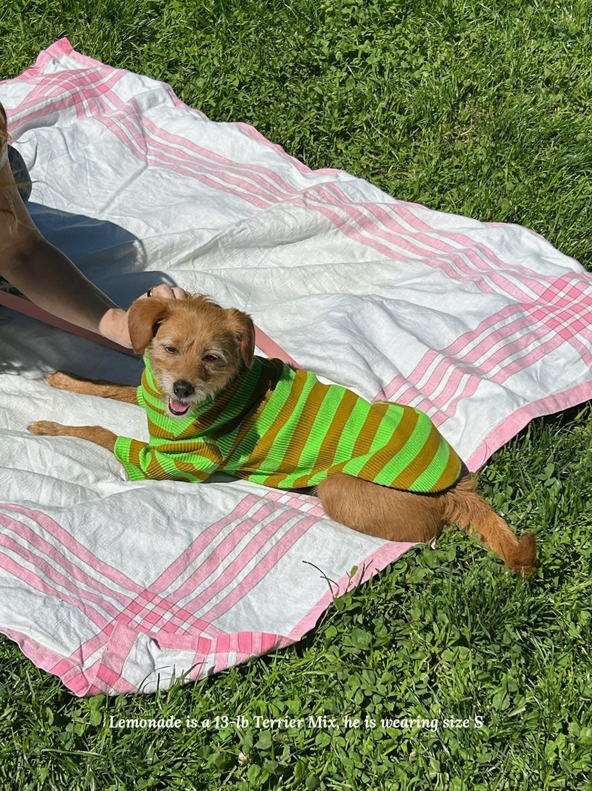 Little Beast Dog Stripe Shirt Fresh Grass Shirt