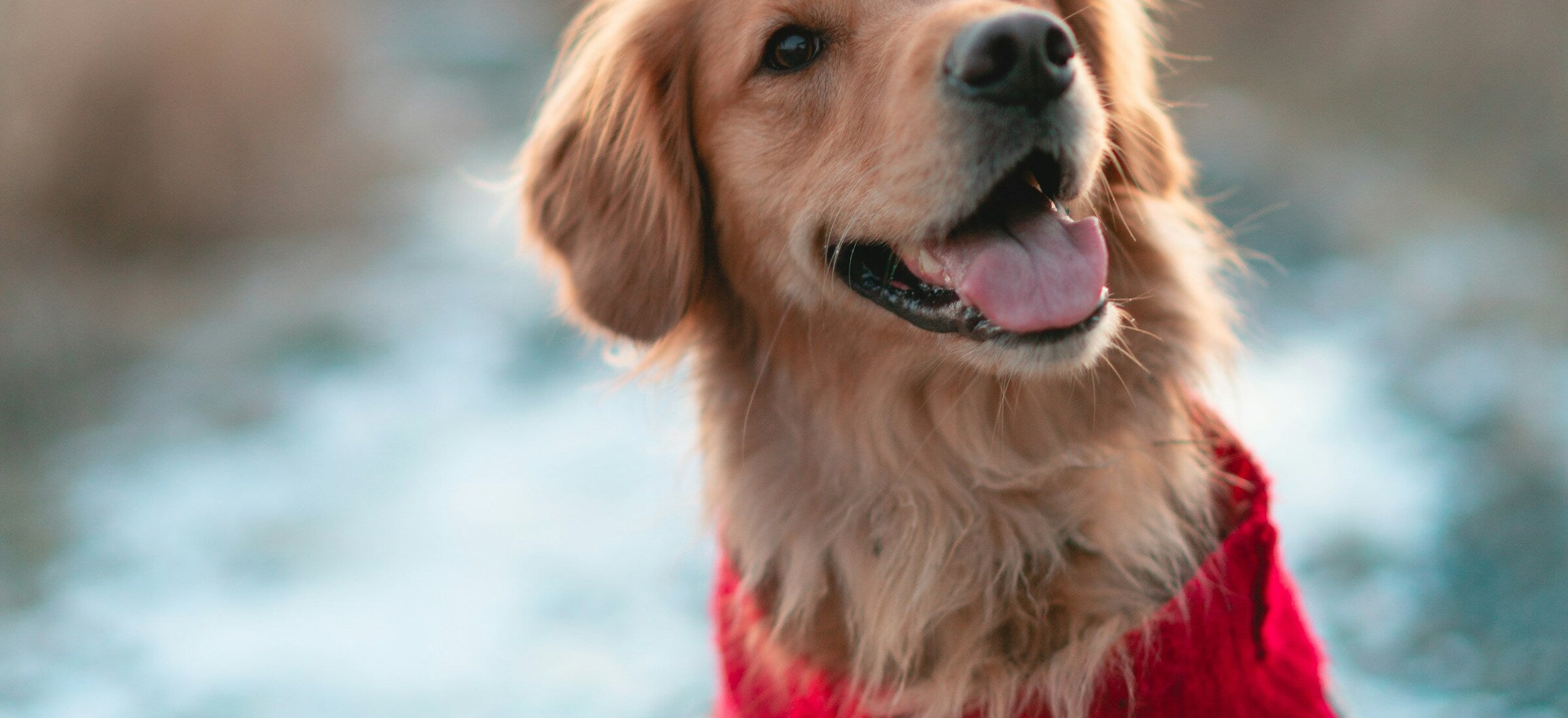 Dog wearing TWOLL apparel